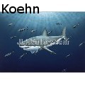 Jeremy Lee Koehn - Predator of the Sea - Acrylics